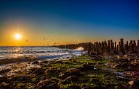 Seemöwen Westkapelle