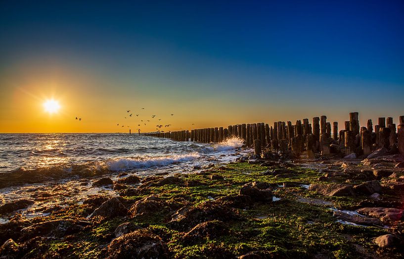 Zeemeeuwen Westkapelle van MSP Canvas