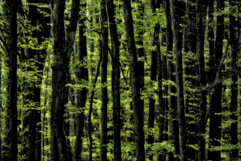 Frühlingsexplosion im Wald van Joachim G. Pinkawa