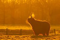 Morning Breath in Golden Sunlight