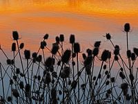 Löwenzahn in der Abenddämmerung