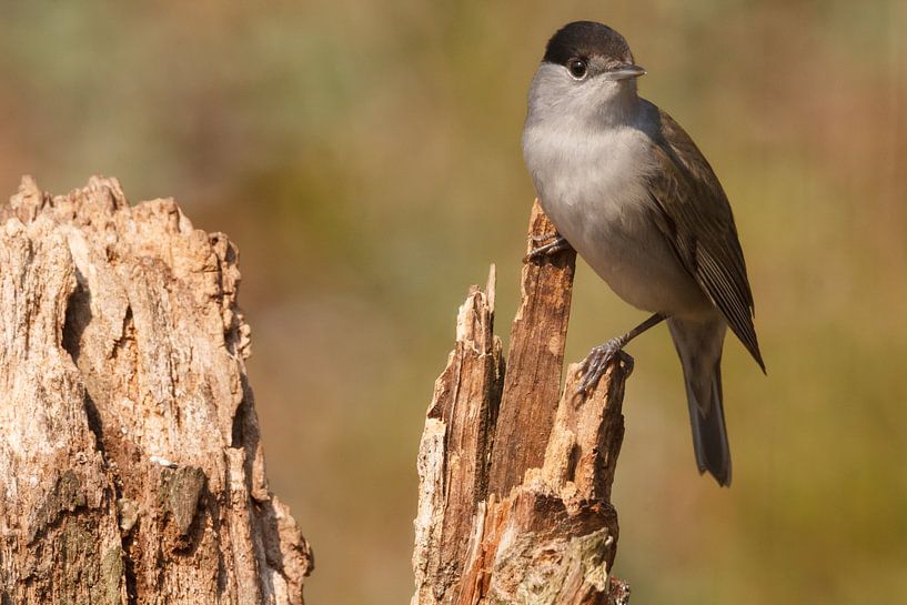 Eurasian blackcap by Arjan van de Logt