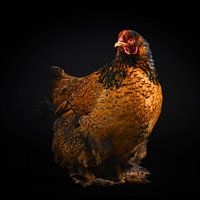 Brown chicken photo on black background