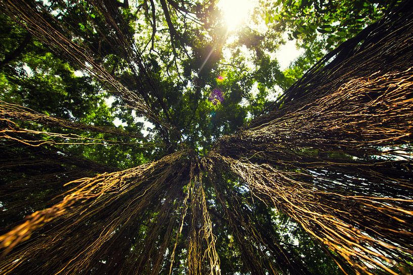 Lassen Sie alles los. von Fabian Bosman