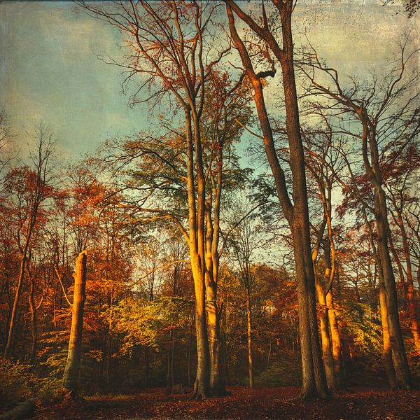 Bäume im Morgenlicht von Dirk Wüstenhagen