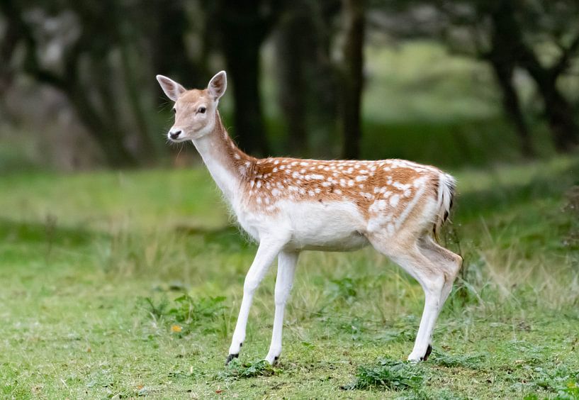 Damhert par Merijn Loch
