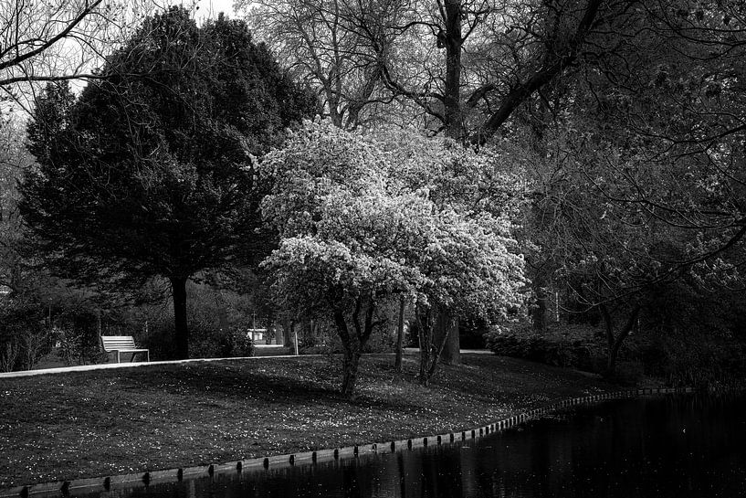 Rotterdam in black and white by Prachtig Rotterdam