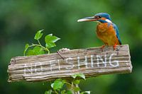 Kingfisher - No fishing!