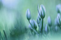 Lait d'oiseau en bleu-vert