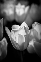 Witte Tulp