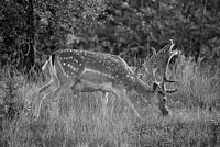 Fallow deer grazing (black and white)