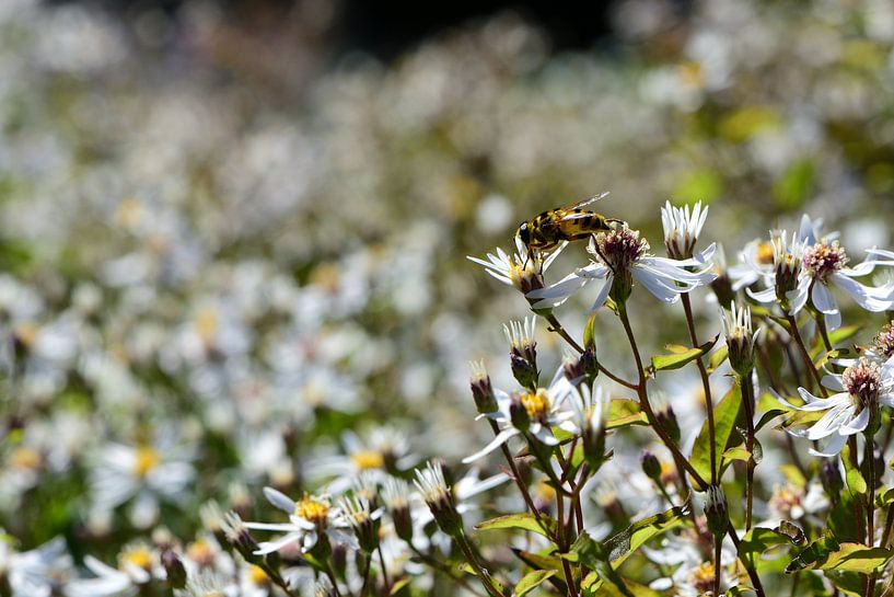 Un petit syrphe sur une fleur blanche par Gerard de Zwaan