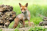 Fuchs in der niederländischen Landschaft