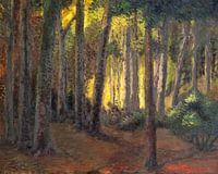 Waldansicht im Calmeynbos in De Panne - Öl auf Leinwand