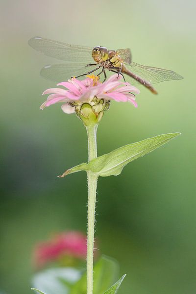Ziegelroter Heidelibel auf Blume von Jeroen Stel