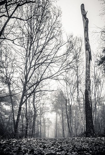 Dead wood (black and white) by Fotografie Jeronimo