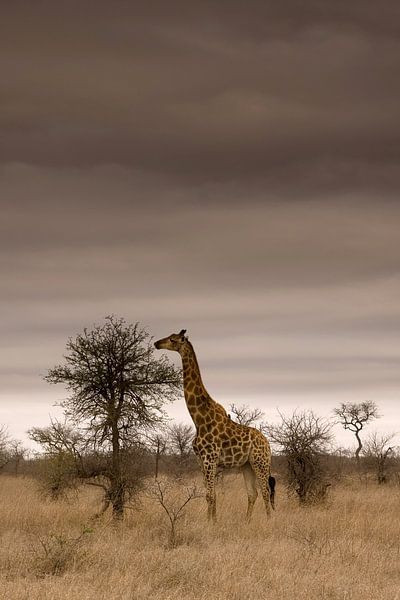Giraffe im Krüger-Nationalpark von Jasper van der Meij