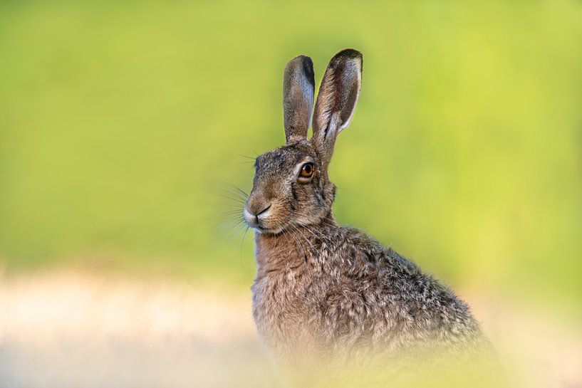 Brauner Feldhase sitzt auf einem Acker und sonnt sich von Mario Plechaty Photography