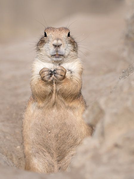 Cute prairie dog on soft background by Jolanda Aalbers