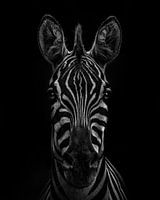 Zebra in a black and white version