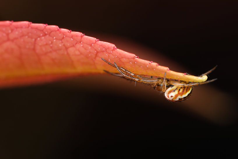 Spider on red leaf by Amanda Blom