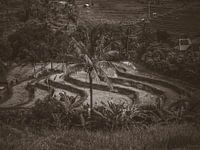 Blick über die Reisfelder auf Bali Indonesien