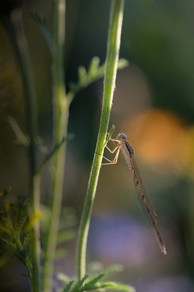 Little Miss by Moetwil en van Dijk - Fotografie