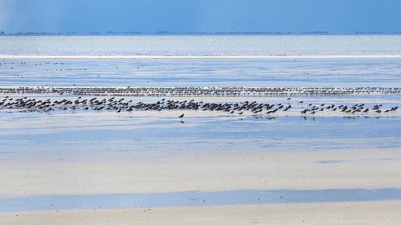 Blue tones and birds - Natural Ameland by Anja Brouwer Fotografie