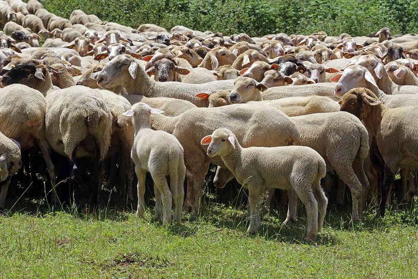 Schaapskudde van Norman Krauß