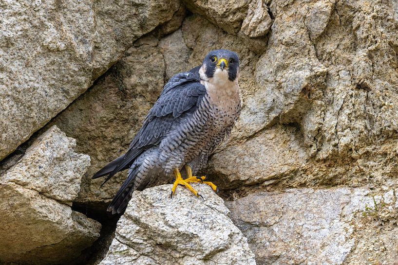 Wanderfalke in den Felsen von Teresa Bauer