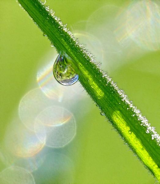 Morning Light (Drop to blade of grass) by Caroline Lichthart