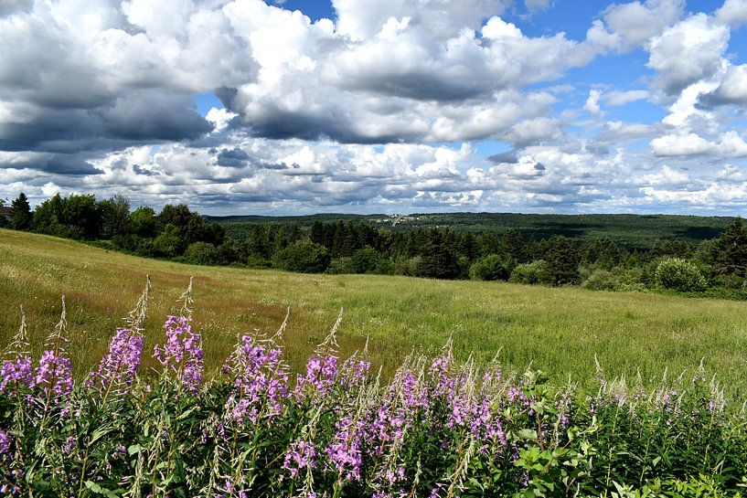 Ein blühendes Feld unter einem Sommerhimmel von Claude Laprise