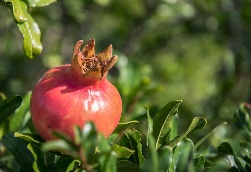 Granaatappel von Johan Vet