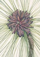 Longleaf Pine From North American Wildflowers (1925) Door Mary Vaux Walcott.