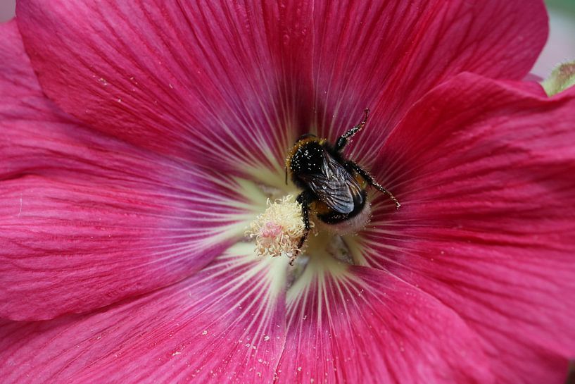 happy bee by Rianne de Heij