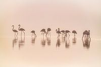 Flamingos im Nebel