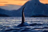 Impressive orca with huge dorsal fin in the Norwegian fjords 