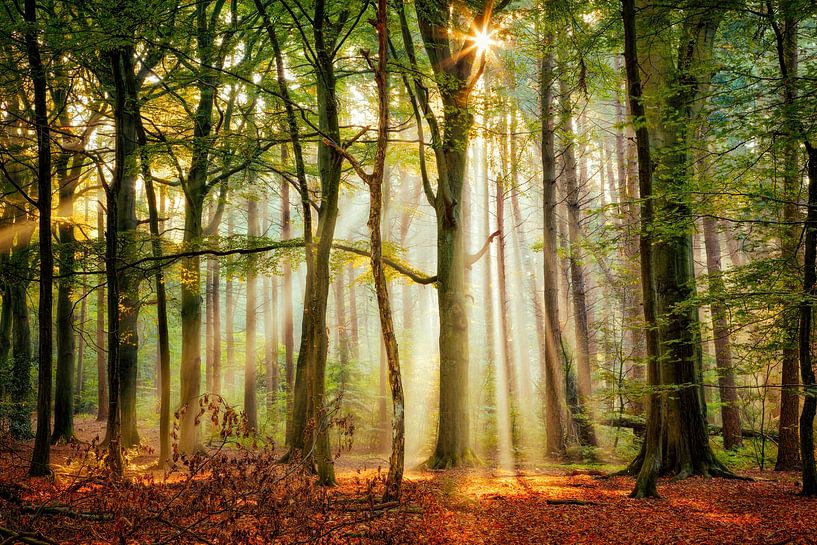 Sunshine by Lars van de Goor