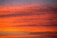 Bats fly away during sunset - Flores Indonesia
