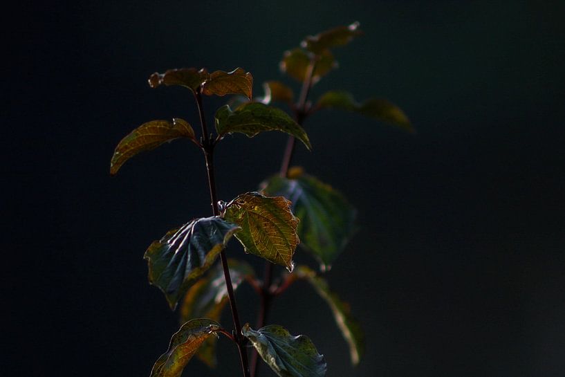 Je me tiens seul ; par Scarlett van Kakerken