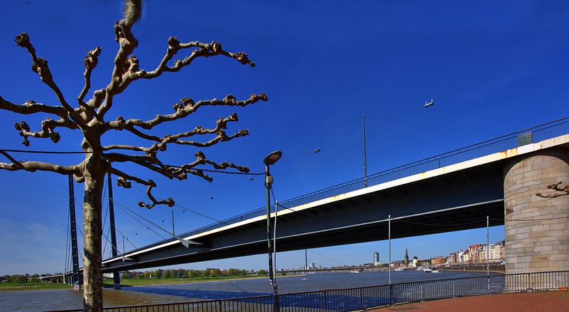 Baum an der Rheinkniebrücke von Edgar Schermaul