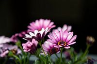 Roze Bloemen op donkere achtergrond