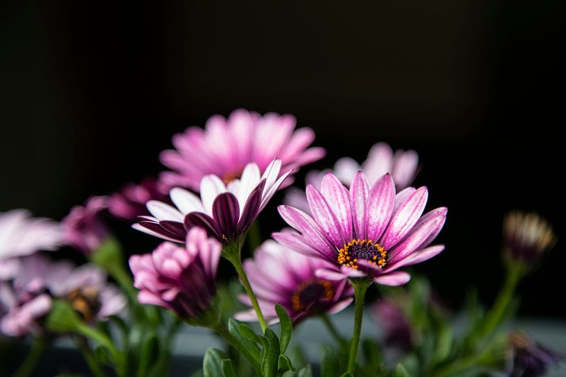 Rosa Blumen auf dunklem Hintergrund von Petro Luft
