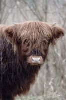 Kleiner schottischer Highlander