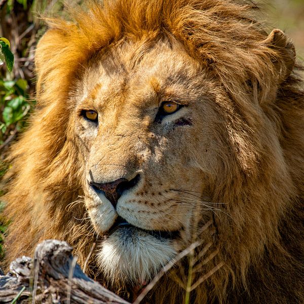 Löwenkopf von Peter Michel