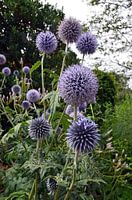 Kugeldistel mit ihren knackigen lila Blüten in einem ökologischen botanischen Garten
