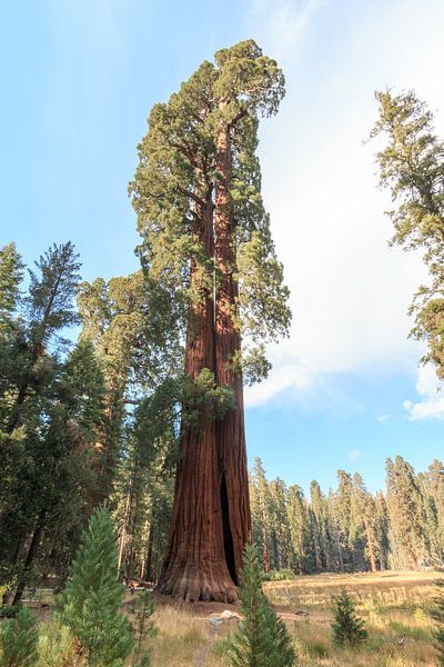 Large sequoia dendron by Gerben Tiemens