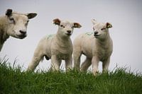 Mother sheep with lambs