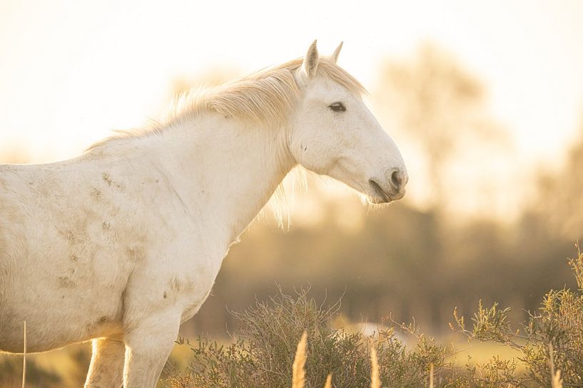Cheval de Camargue (couleur) par Kris Hermans