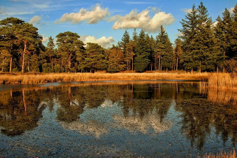 National Park The Hoge Veluwe by Arnoud van der Meer